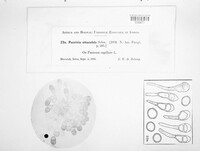 Puccinia emaculata image